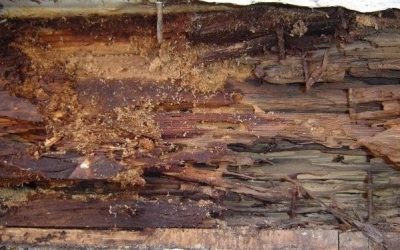 Fourmis charpentières